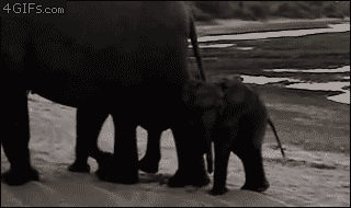 failsnet:  Tumblr Fails.net - Camera shy elephant