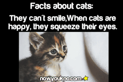 nowyoukno:  nowyoukno more about cats. 