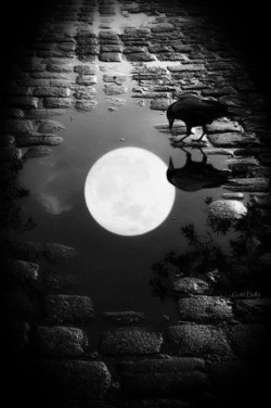 0hmm:  Enlightenment is like the moon reflected on the water.