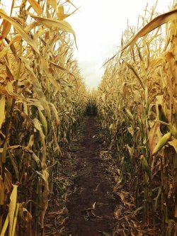 dannnijay:  Corn Maze by drumattica >> >> ◺ Adventure,