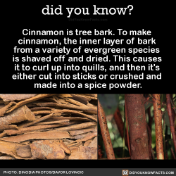 did-you-kno:  Cinnamon is tree bark. To make  cinnamon, the inner