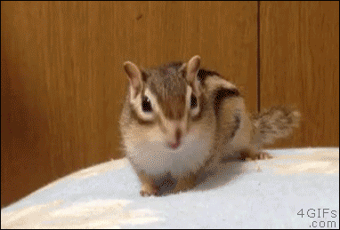 4gifs:  Chipmunk gets comfy