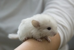 awwww-cute:  A baby chinchilla 