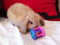 pikachutherabbit:  This is mine. You can’t have it. 