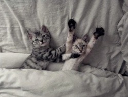 When kittens surrender…