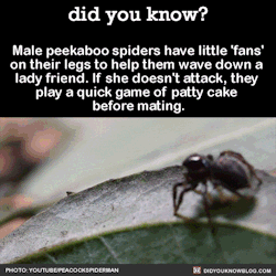 melting-dragon:  did-you-kno:  Male peekabo spiders have little