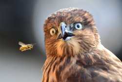importantbirds:  phototoartguy:  Surprising Fly By Photography