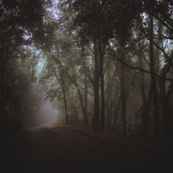 elenamorelli:  { the woods are lovely, dark and deep / but i