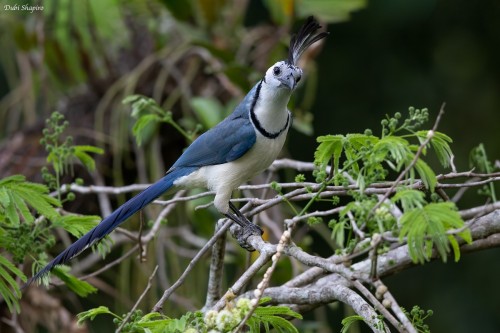 fascinator-birds:White-throated Magpie-Jay (Calocitta formosa)