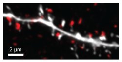 neurosciencestuff:  (Image caption: Dendrite of an amygdala principal