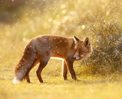 beautiful-wildlife:  The Fox & The Fairy Dust by Roeselien