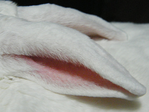 fortunas-sands:Bree in a few bunny closeup pictures during bunny sleepy time last night!