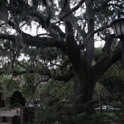 simplyringrose:  Colonial Park Cemetery  #savannah #savannahga