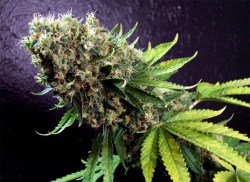 smokethaweed:  stuff ganja pot stoner herb grass weed marijuanacannabis