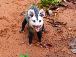 lord-kitschener:  halfhardtorock::\/ !!!! he scream at everything