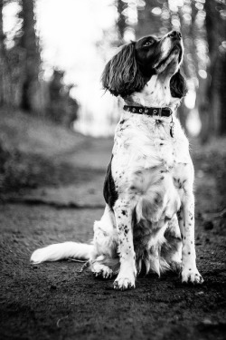 joemagowan:  looking for squirrels on Flickr. Helios 44-2