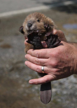 srsfunny:  Tiny Baby Beaver