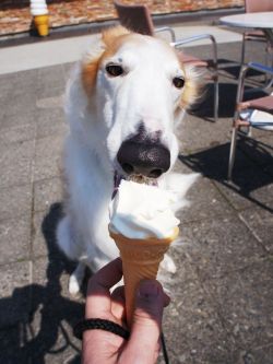 stephaniepria:  Does this dog have brain freeze in that last