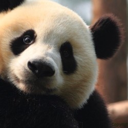 Sup? Want a hug? #panda #cute #instagood #likeforlike #pandabear