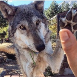 worldofwolvesofficial:High fives! @uswolfrefuge #shoutout #wolfrescue