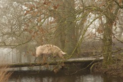 nonconformist-vegan:   Pigs enjoying the freedom and mystic atmosphere