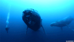 blazepress:  Swimming with giants.