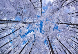 Winter vista (beech forest)