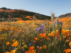 leahberman: Superbloom Diamond Valley Lake, California instagram