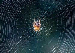 currentsinbiology:   Tuning the instrument: Spider webs as vibration