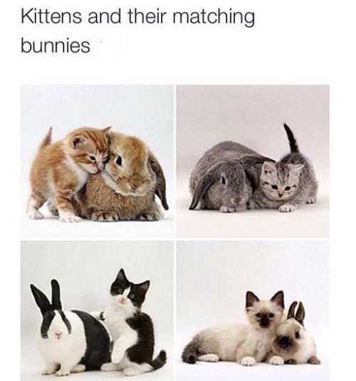 dustidustbunni.tumblr.com/post/129042939139/