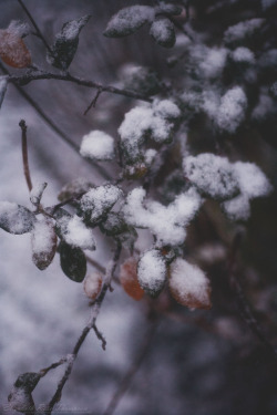 effys-photos: Snow Fall XIV - (effys-photos)Tumblr | Store |