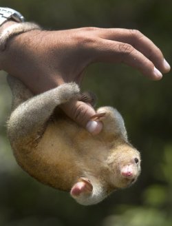 rawboney:  storyhearts-journey:   A vet holds a pygmy  anteater,