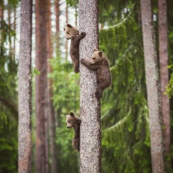 quiet-nymph:     Hanging on the tree with my brothers🐻🐻🐻🌲