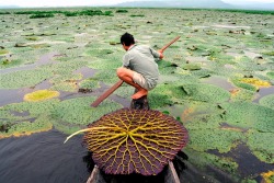  A villager collects seeds from Giant Water Lilies in the Deepor