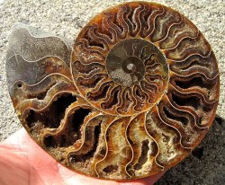 crystaleyezedgaze:  Ammonite 