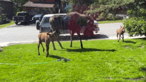 living-consciously:  Moose Family Has The Best Day Ever, Thanks