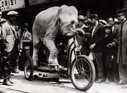 An elephant from the American vaudeville stage riding a specially