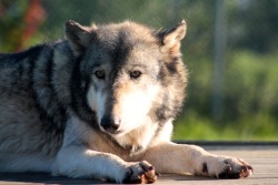 wolfparkinterns:  Renki enjoys the morning sun