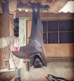 Bat 🦇 Murciélago 🦇  https://www.instagram.com/p/Boda5pWAogM/?utm_source=ig_tumblr_share&igshid=1d96d79ifpp1j