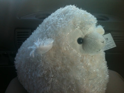 I got a sheep