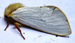  Male Ghost Moth (Hepialus humuli), also known as the Ghost