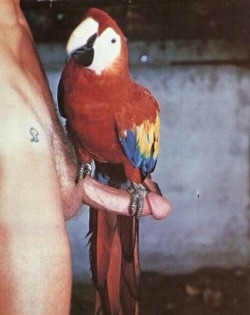 wanknmonkey:  Parrot handjob? 