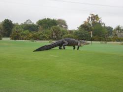 princeowl:sixpenceee:This giant alligator was photographed roaming