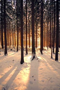 accio-forest:  Afternoon Glow - Marco Heisler 
