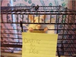 ‘im still just a rat in a cage"