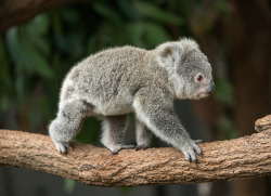 llbwwb:  Queensland koala (by Official San Diego Zoo)