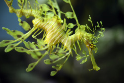 theanimalblog:  Leafy Sea Dragon @ Monterey Bay Aquarium  by