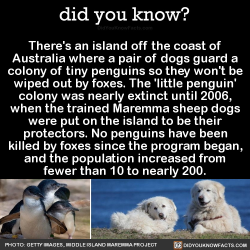 did-you-kno: There’s an island off the coast of Australia where