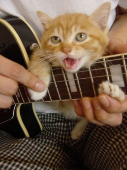 hotgingerkid:  lottiepots:  “anyway, here’s wonderwall”