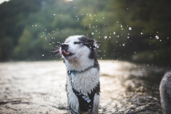 wherehorsesmeetdogs:  splish, splash, splosh @huskyhuddle 